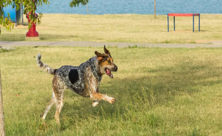 Bluetick Coonhound